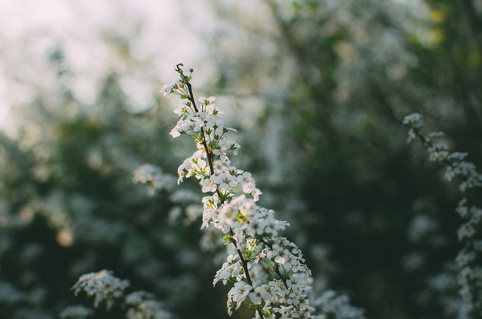 Fleurs blanches